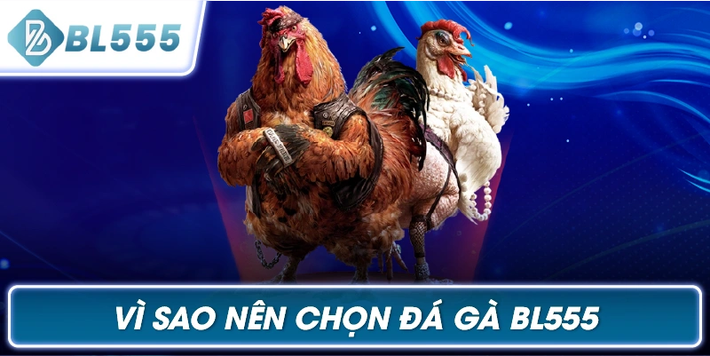 Vì Sao Nên Chọn Đá Gà BL555