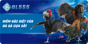 Điểm Đặc Biệt Của Đá Gà Cựa Sắt